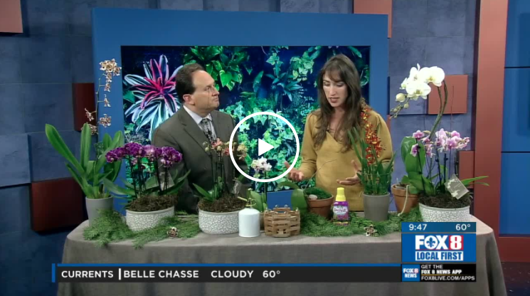 Gardening Tips: Orchids