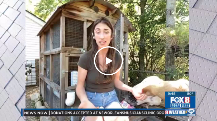 Raising Chickens in Your Backyard