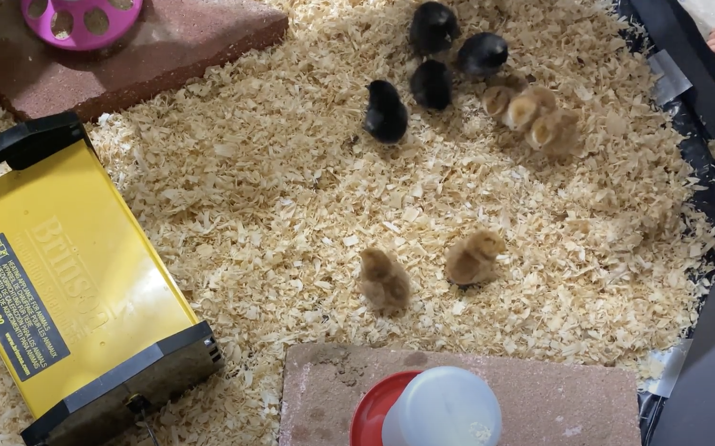 HOW TO SET UP THE BROODER