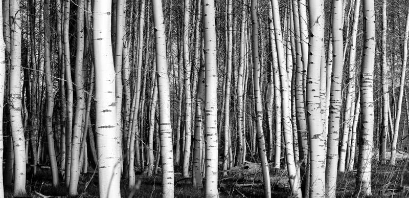 trees-18452315.jpg