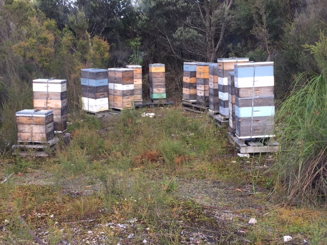 Apiary Tasmania