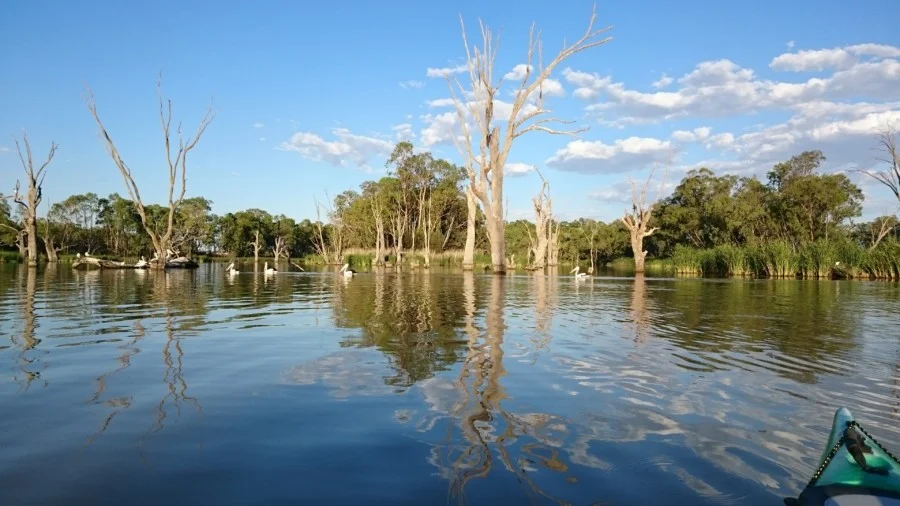 Murray River - kayak tour.