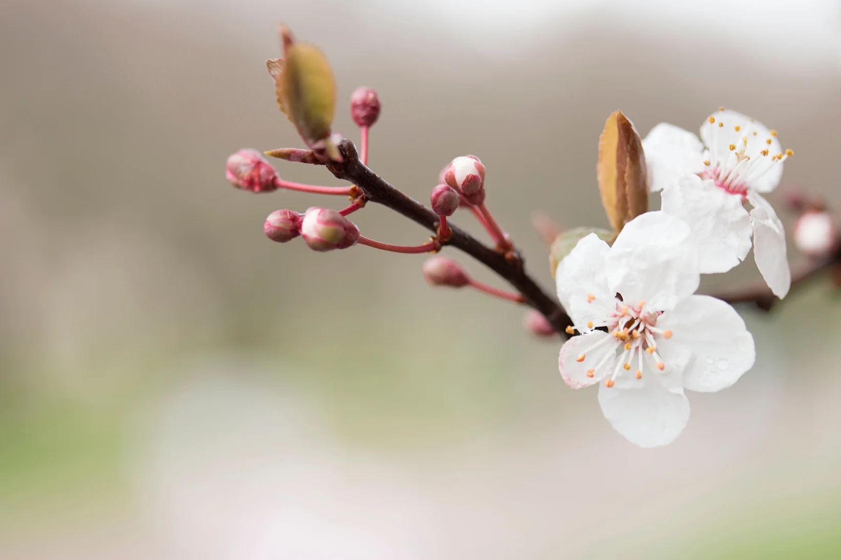 cherry-blossom-three.jpg