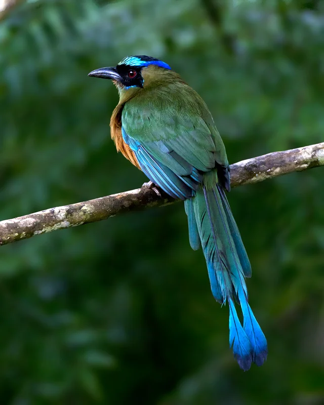 Blue Crowned Motmot-CorrectedVM.jpg