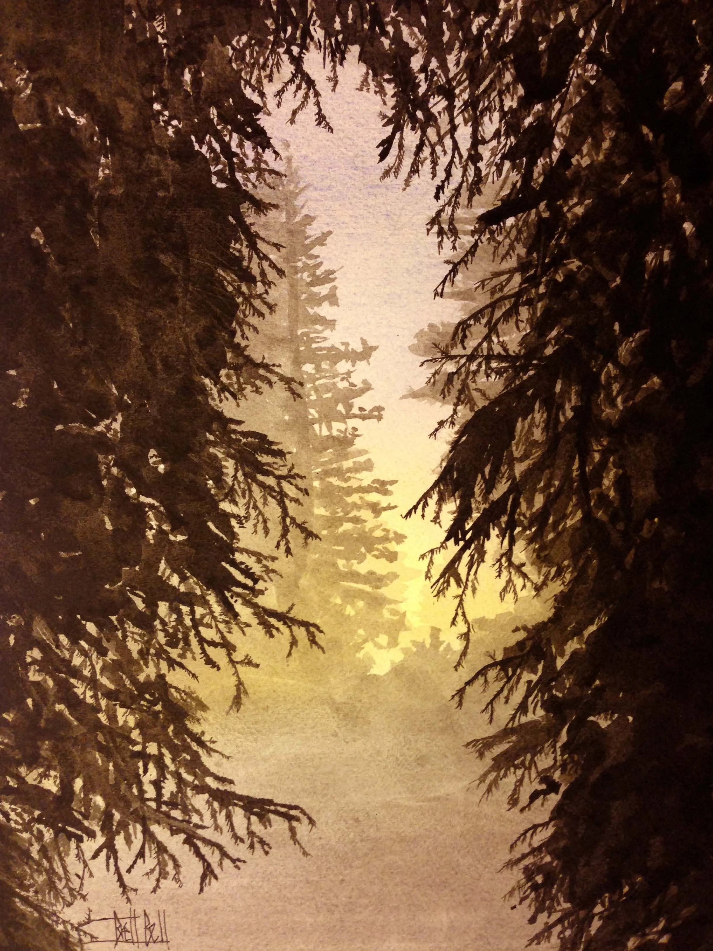 Peakin' Through the Redwoods