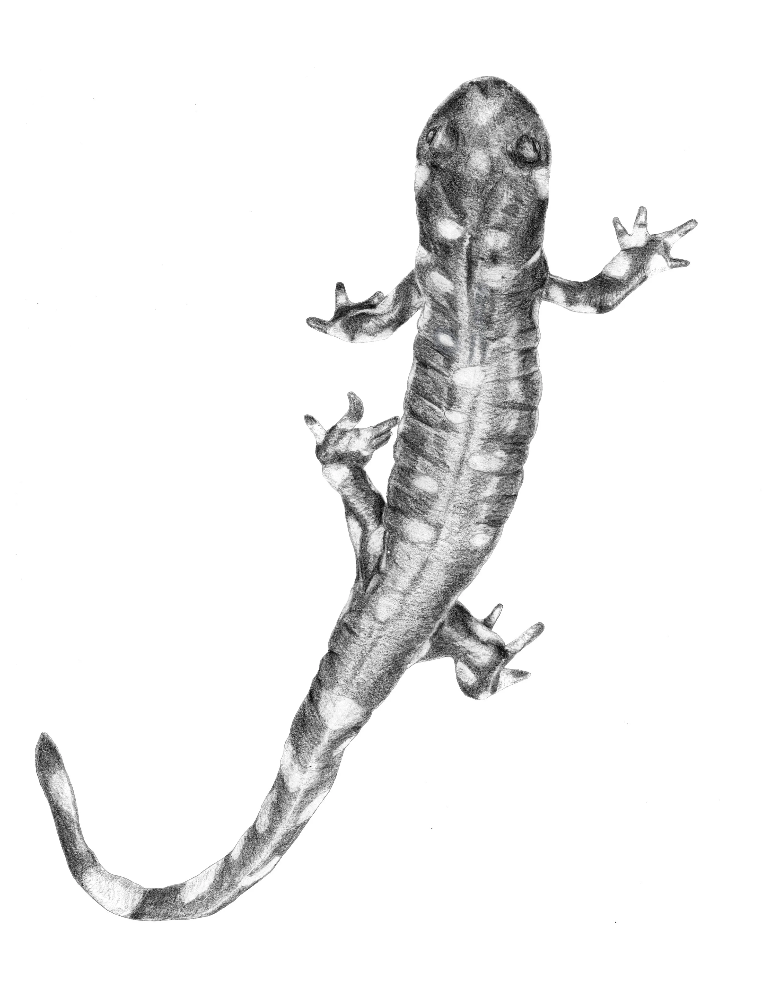 California Tiger Salamander sketch