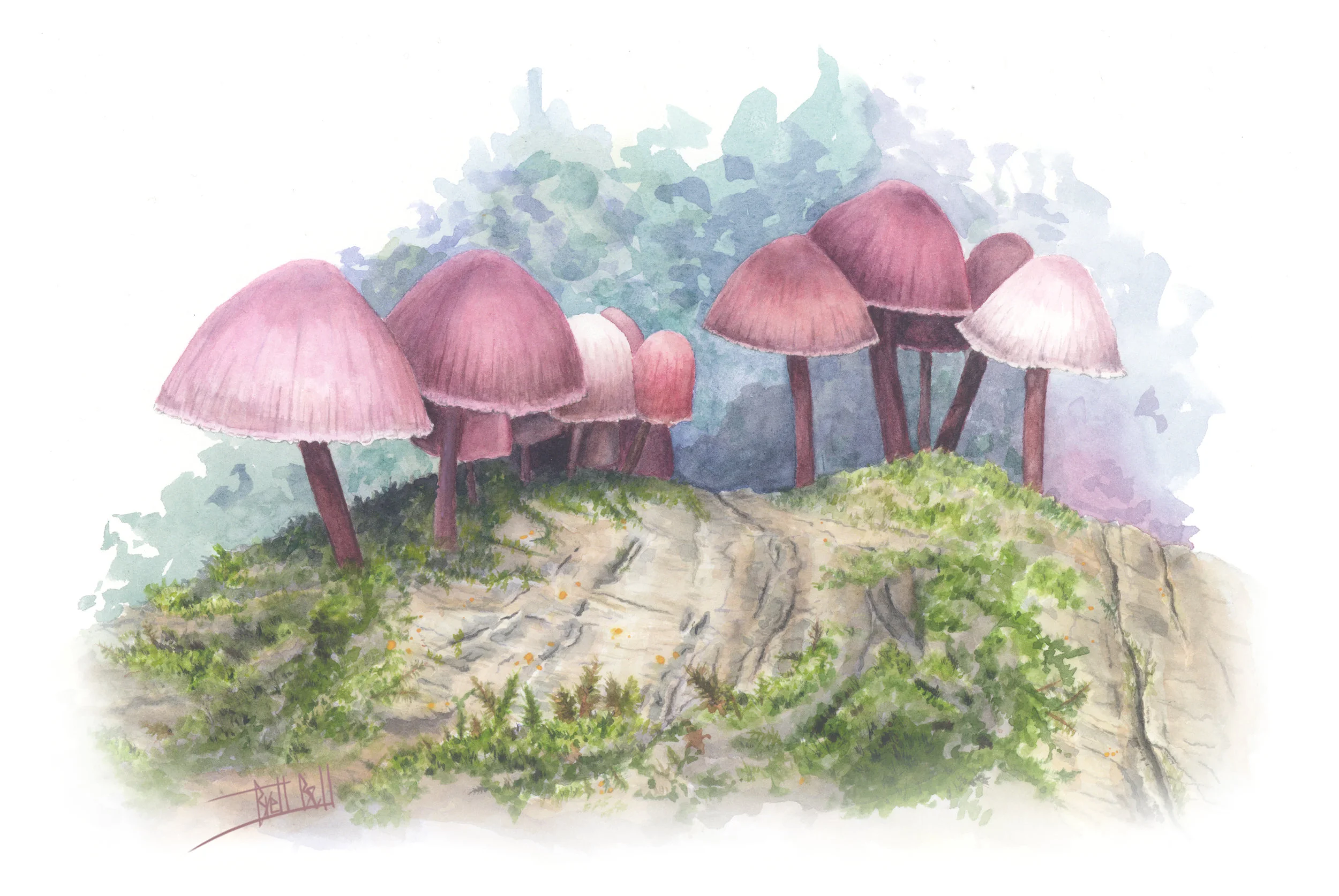 Fungi