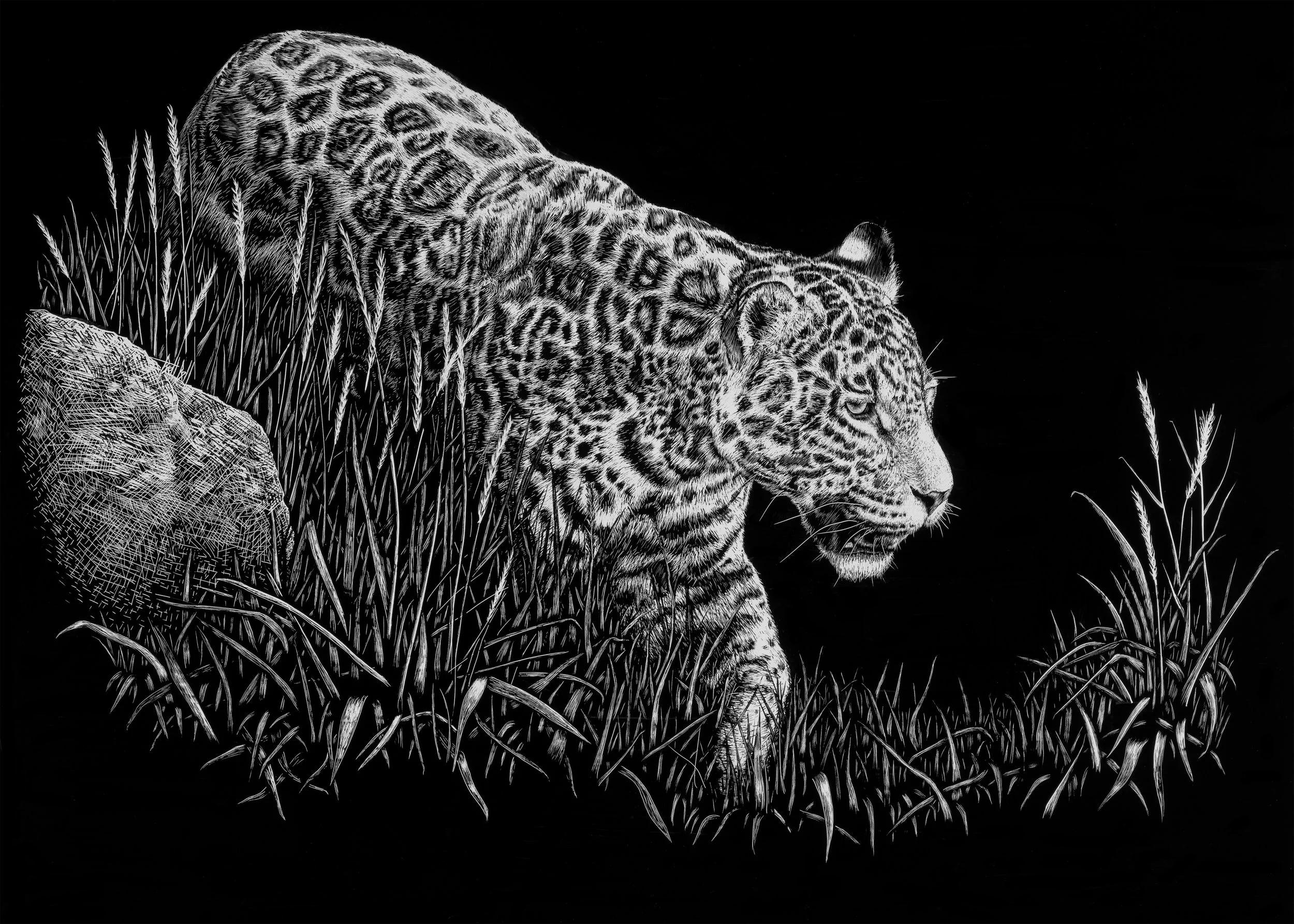Ode to the Jaguar