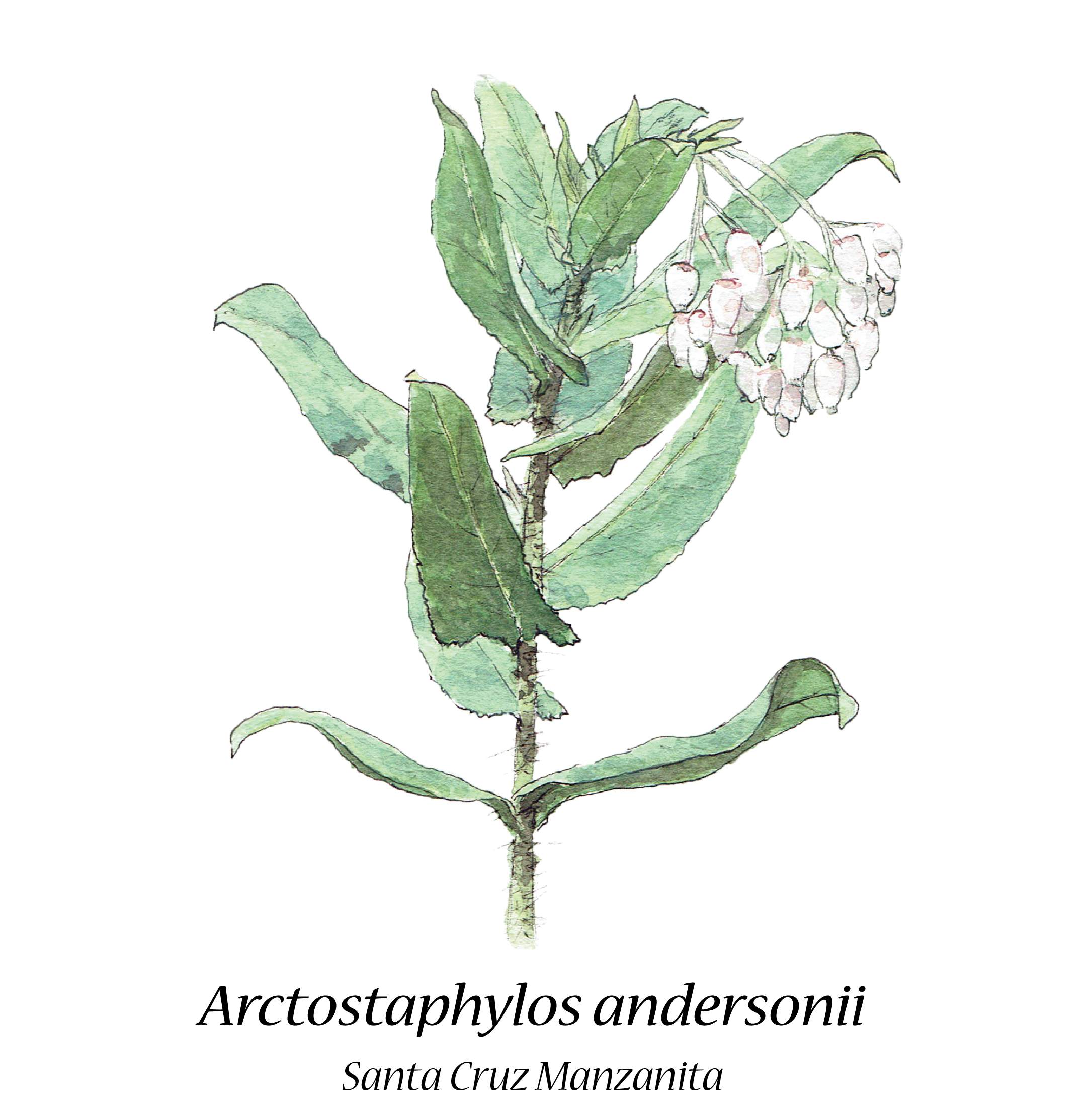 Arctostaphylos andersonii