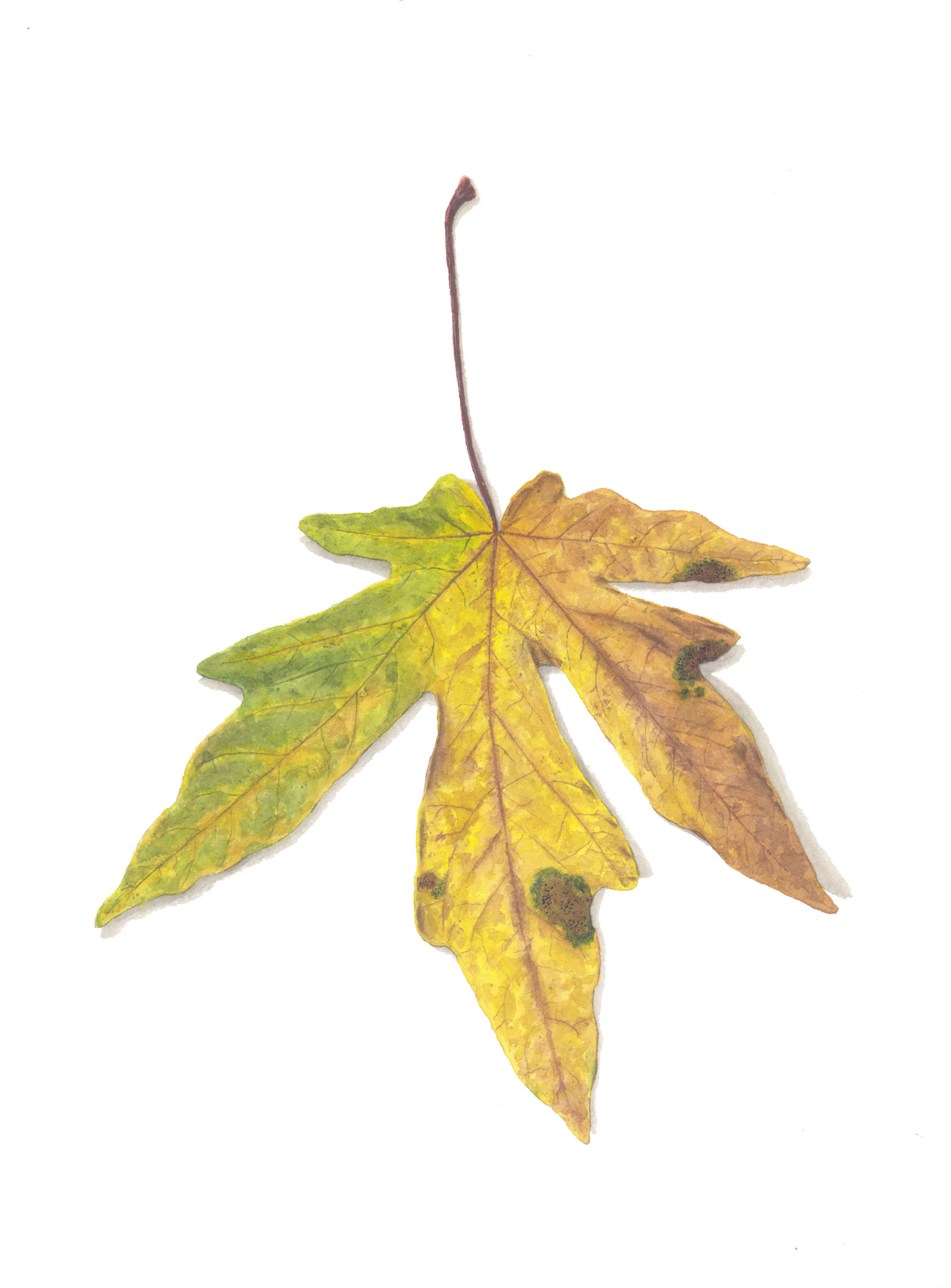 Big Leaf Maple