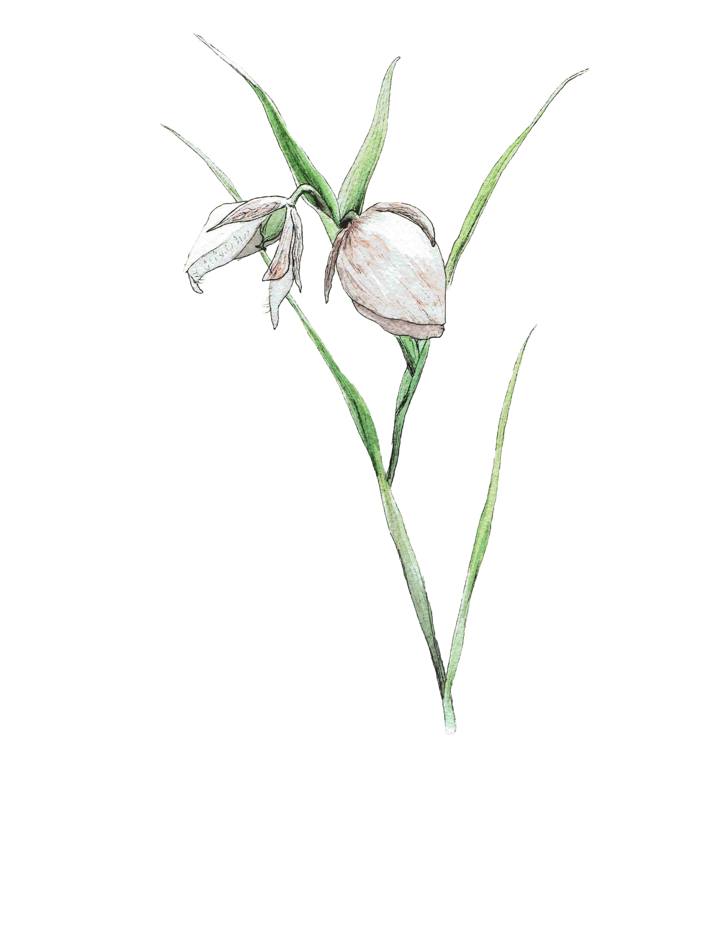 Calochortus albus
