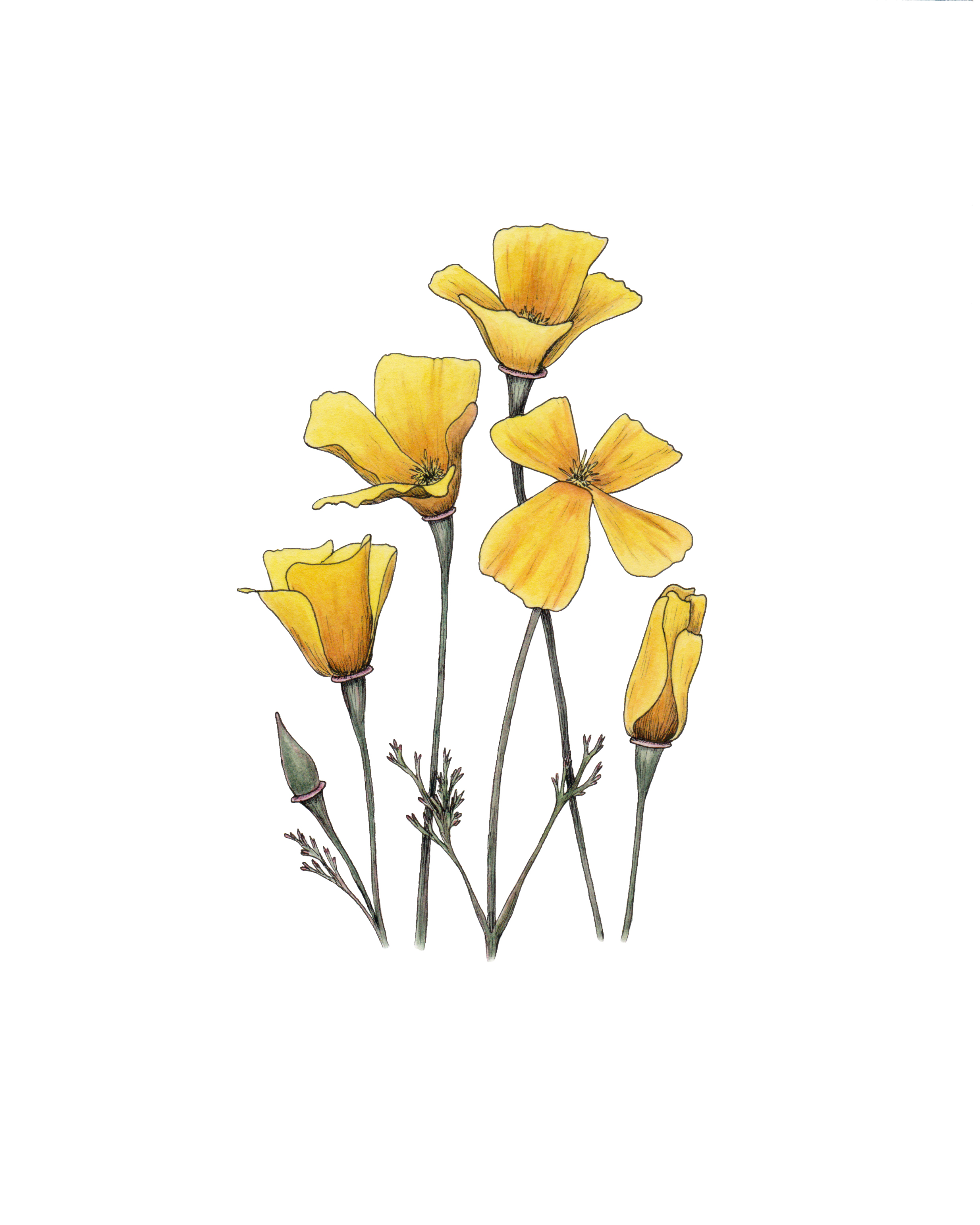 California poppies (Eschscholzia californica)