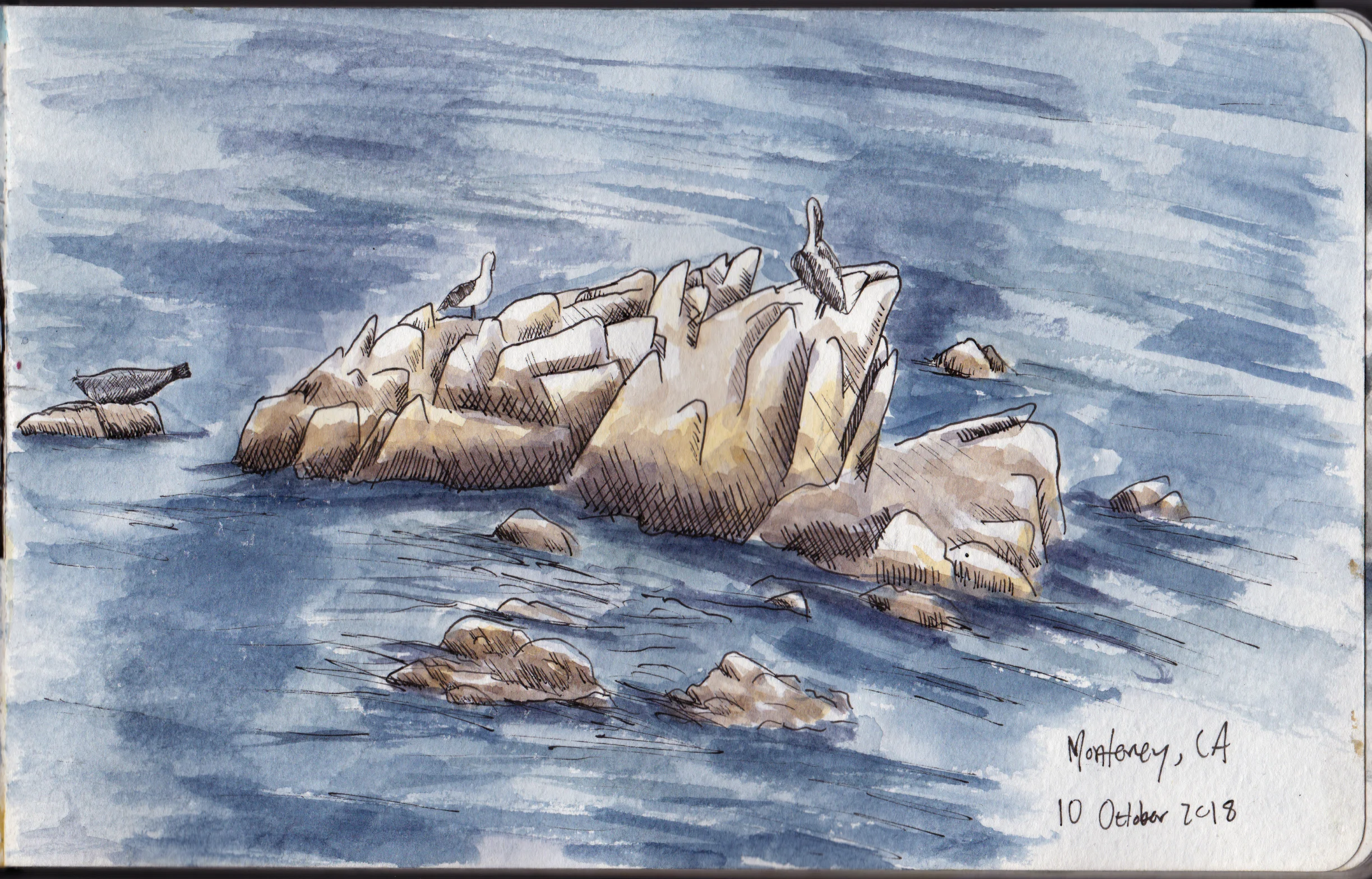 10 October 2018 | harbor seal, gull, and pelican in Monterey