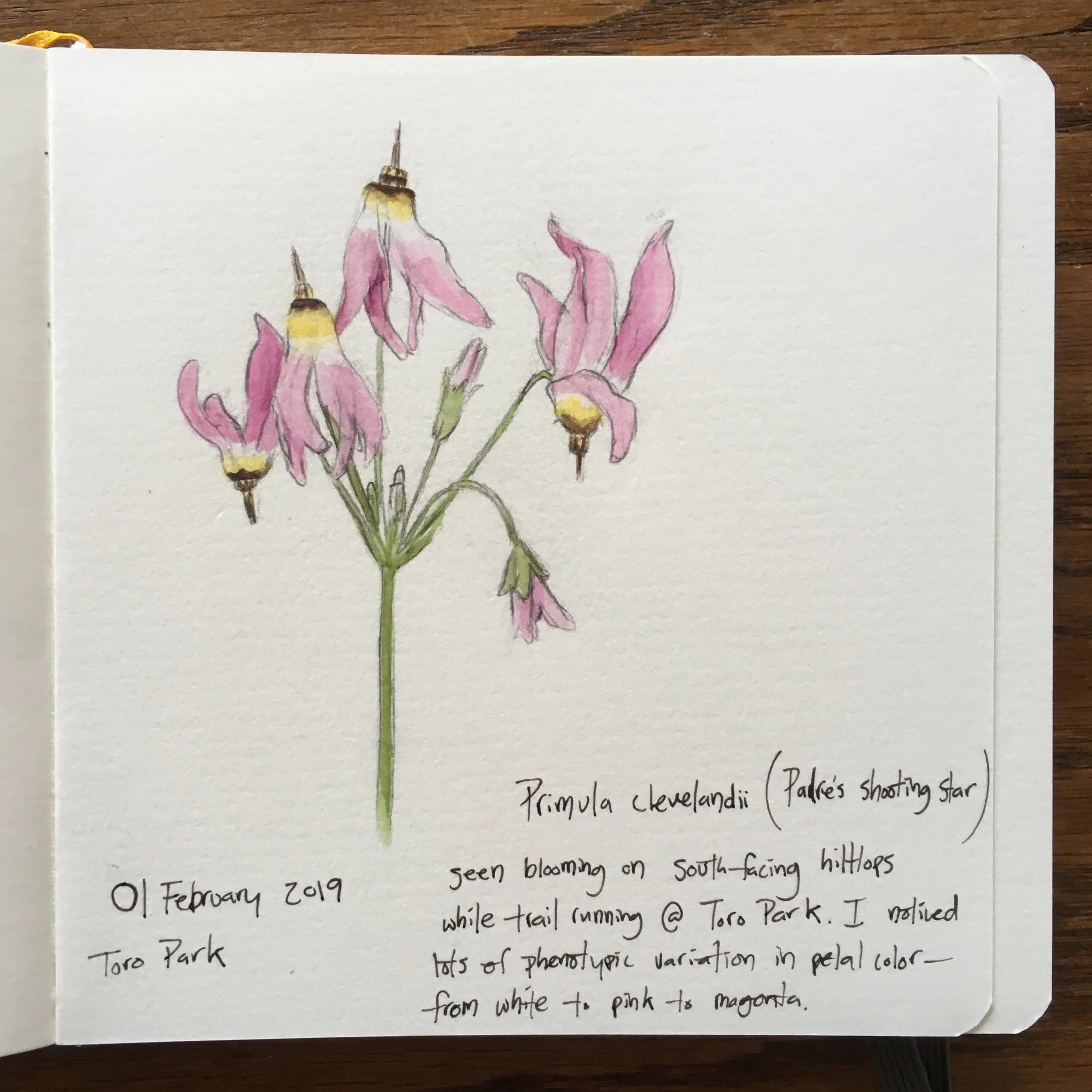 01 February 2019 | Primula clevelandii in Toro Park