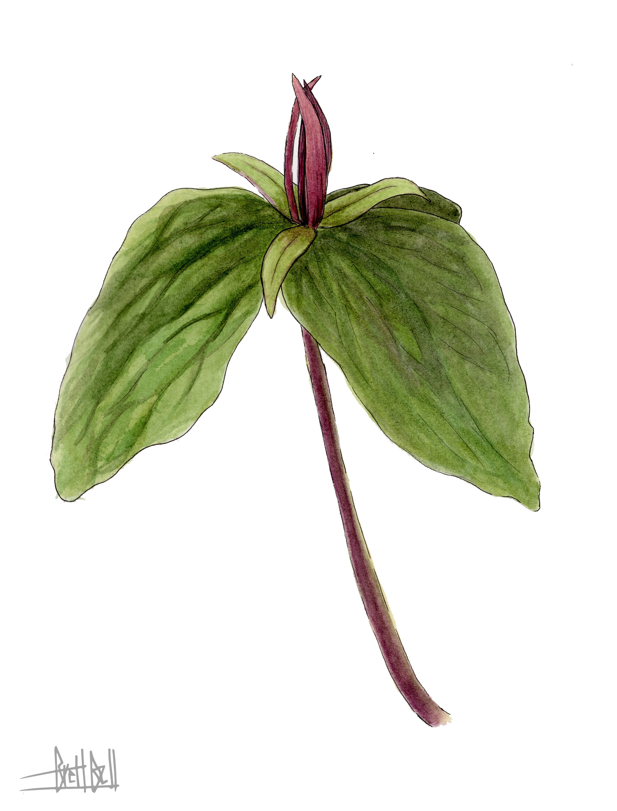 Trillium sessile (watercolor)