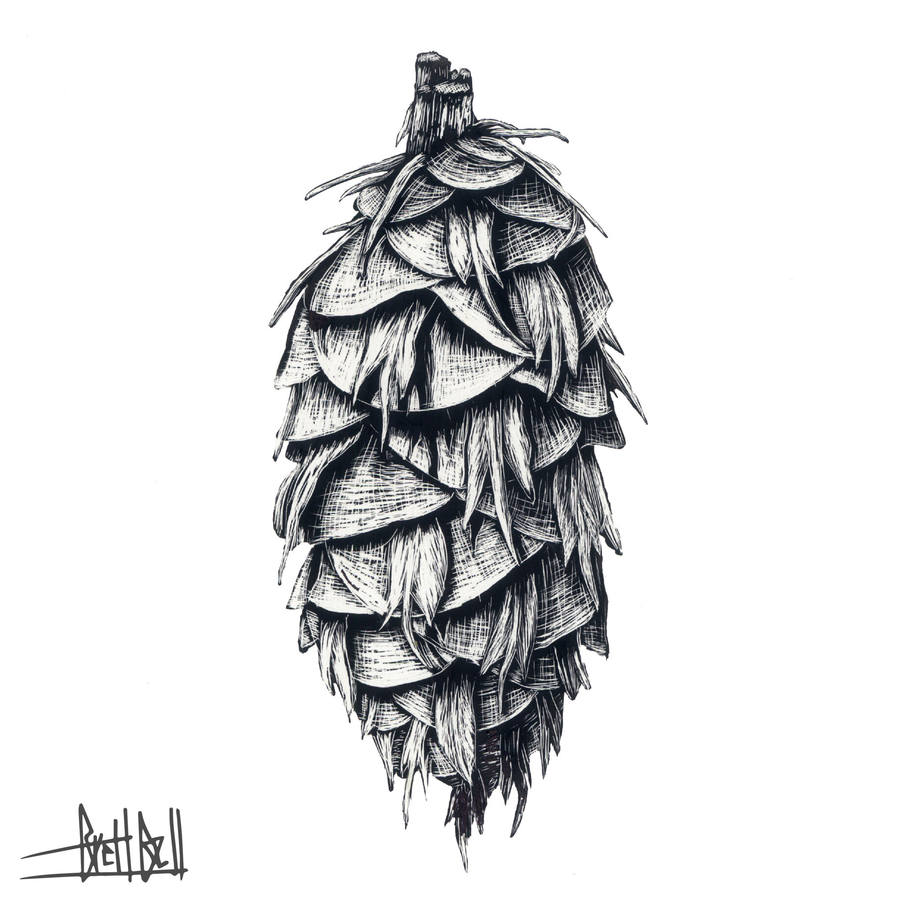 Douglas Fir cone (scratchboard)