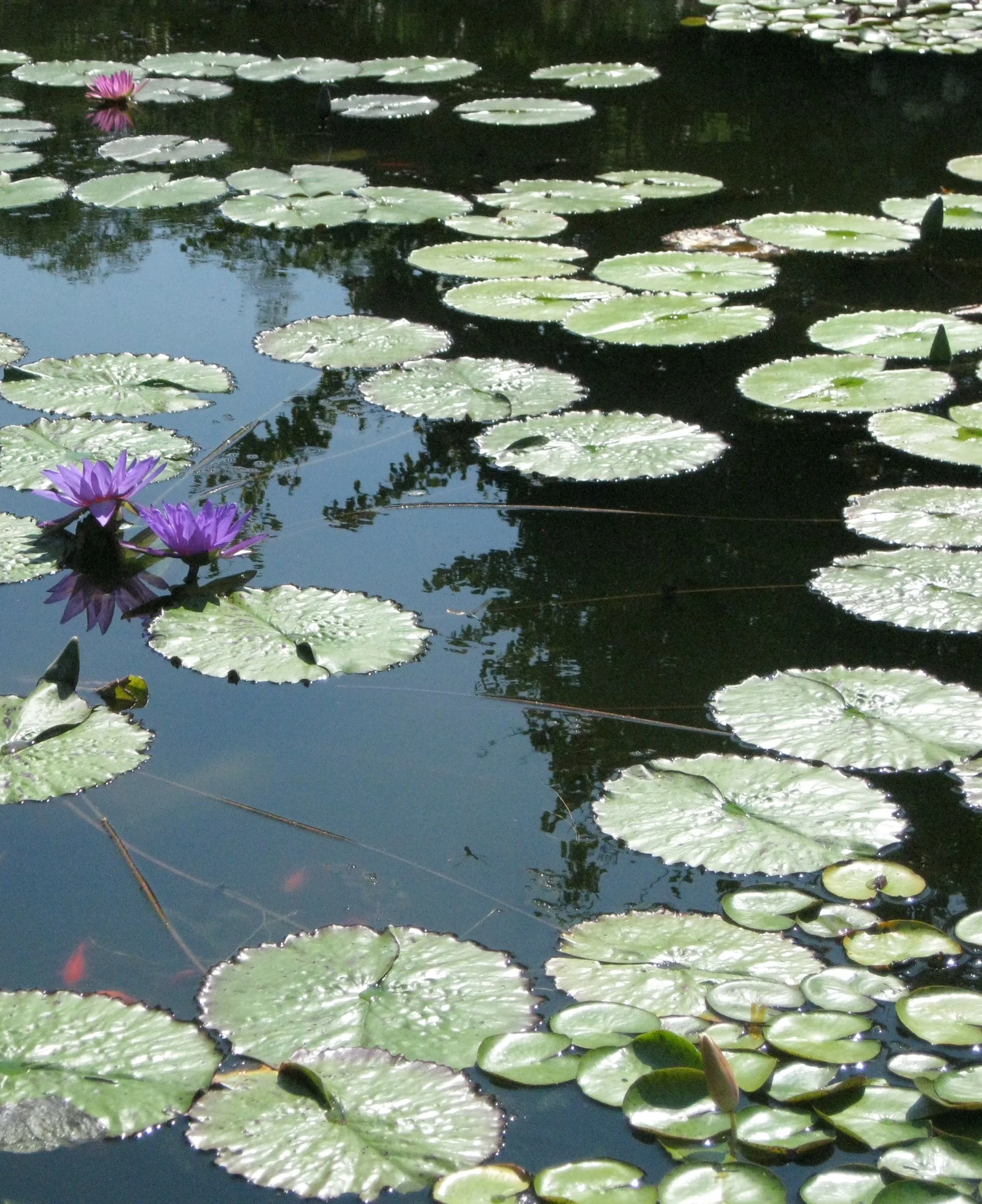 Lillies cropped IMG_0553.jpg