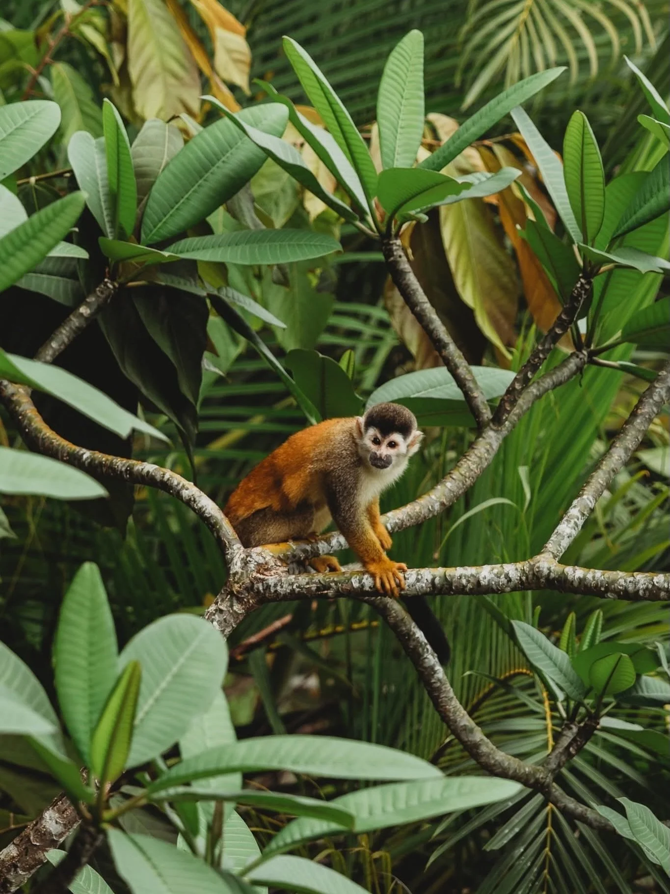 I lugged my &ldquo;big girl&rdquo; camera to Costa Rica for spring break &hellip; as promised here&rsquo;s some of what I captured. I definitely enjoyed documenting this trip through my lens 🤎