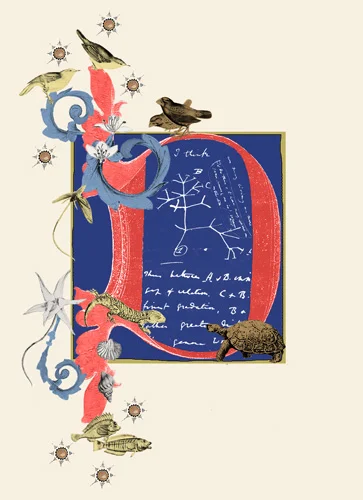 ILLUMINATED LETTER D