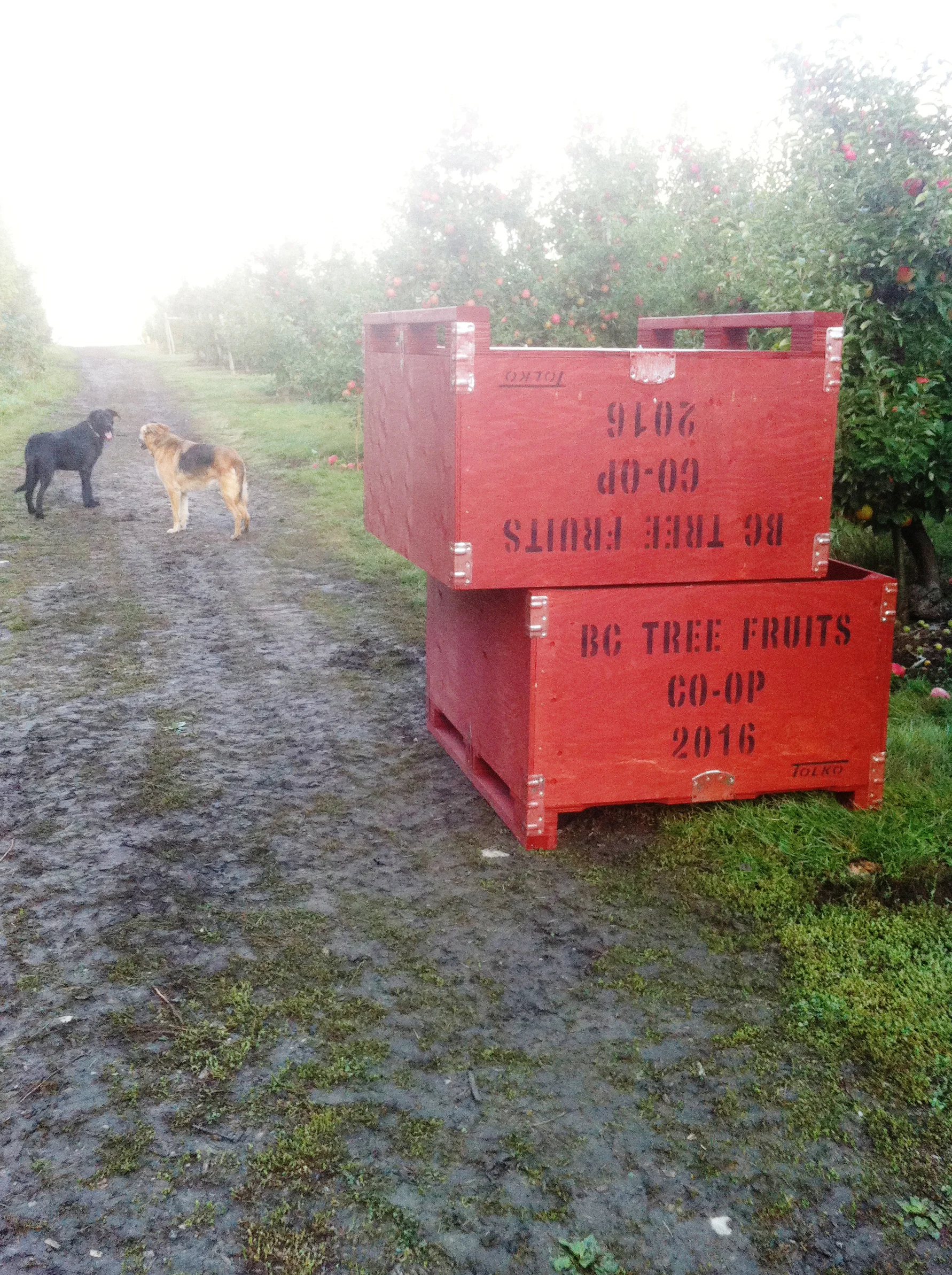 Furry friends in a local orchard.