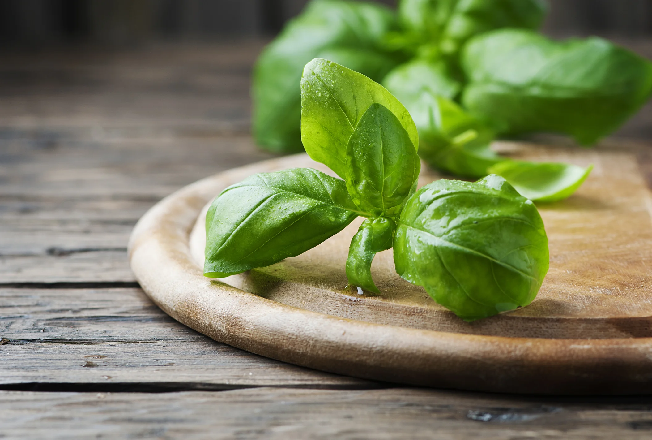 Basil.jpg