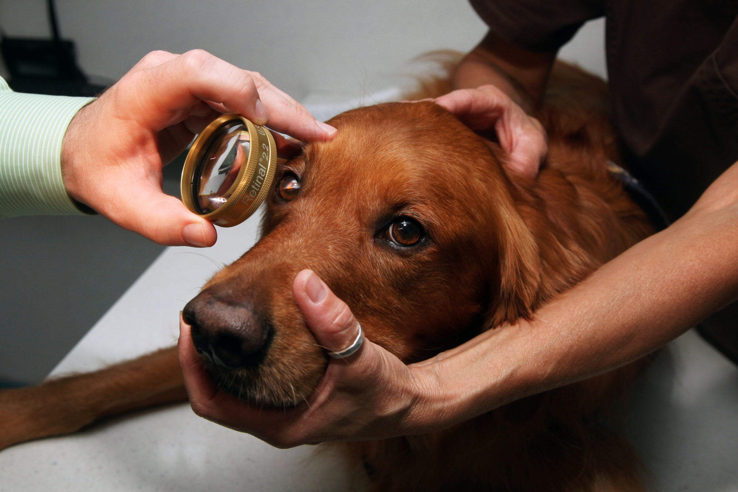 pet eye doctor