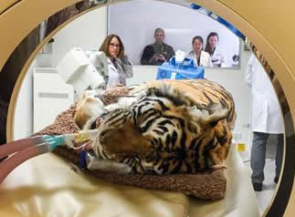  How Do You Do Eye Surgery on a Bengal Tiger?