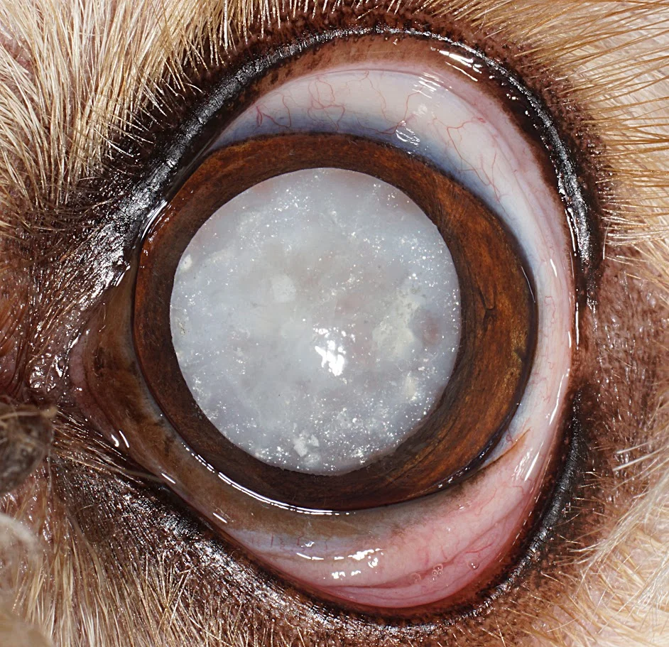 K9 Cataract 1.jpg