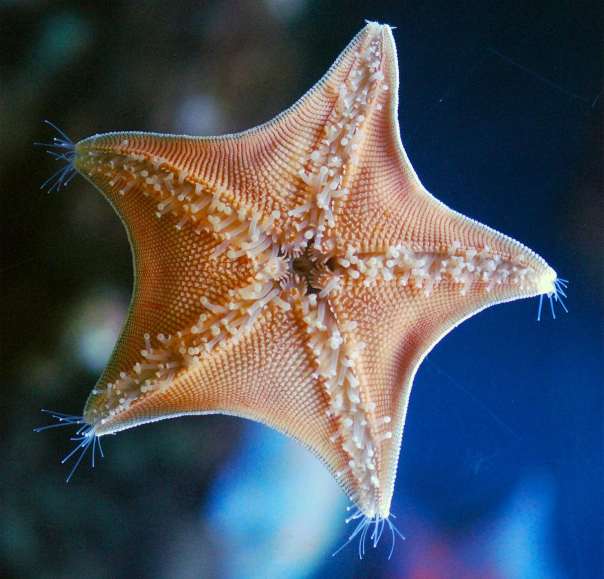 Starfish See Pretty Well in the Deep Ocean. By the Way, Starfish Have Eyes.