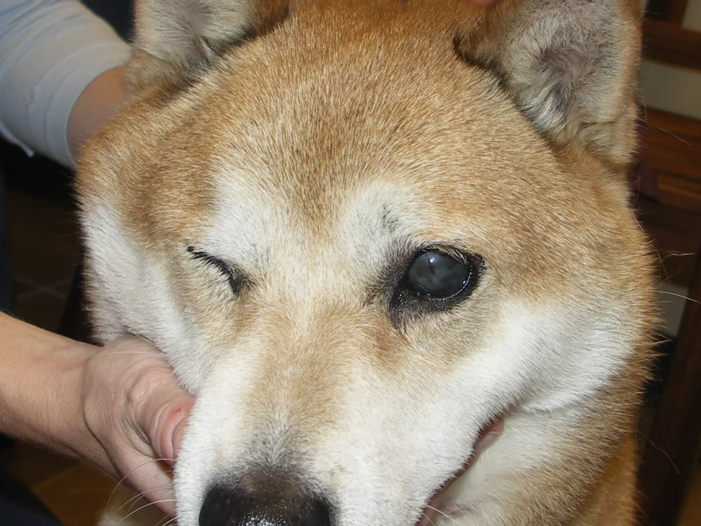 How Much Does A Glass Eye For A Dog Cost