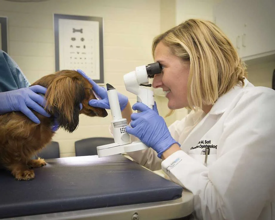 Dr. Erin Scott on vision impairments in pets