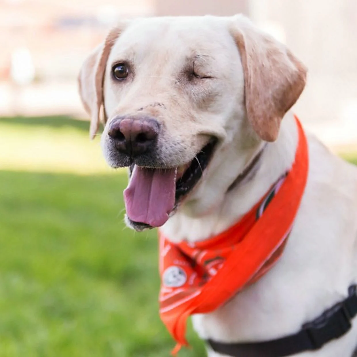 Yeager the miracle dog gets help in this multi-specialty collaboration