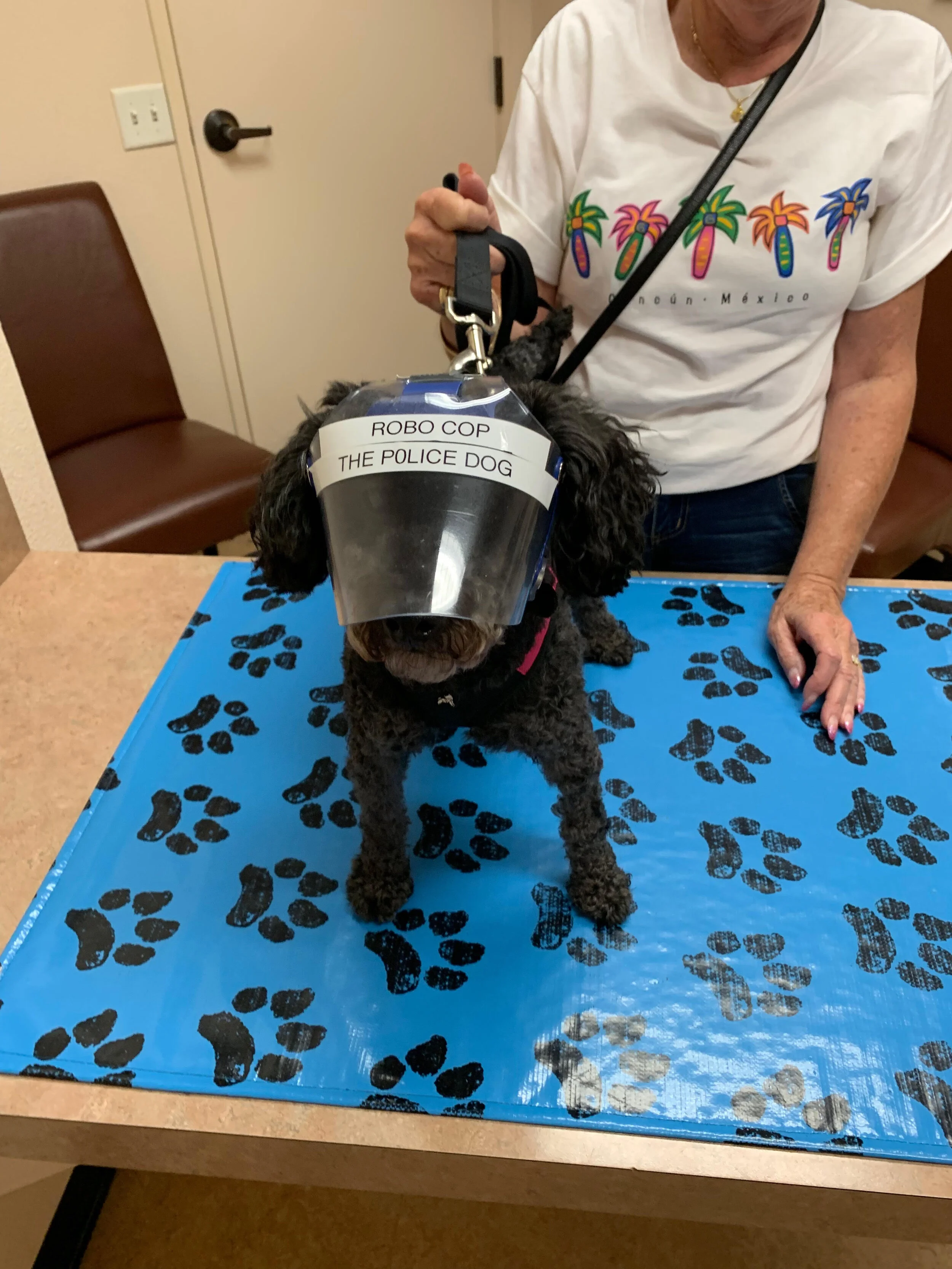 Elizabethan Collar: The Cone of Fame (Not Shame)