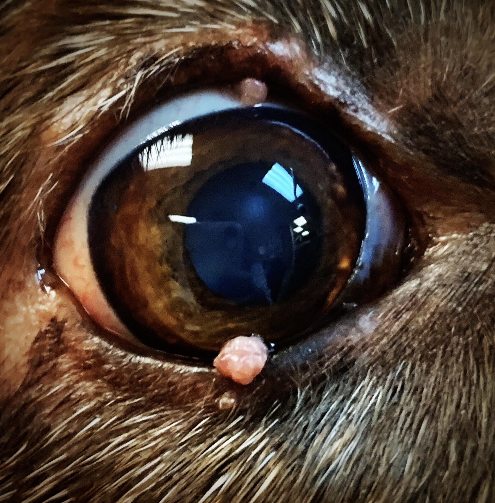 Meibomian Gland Adenoma Dog