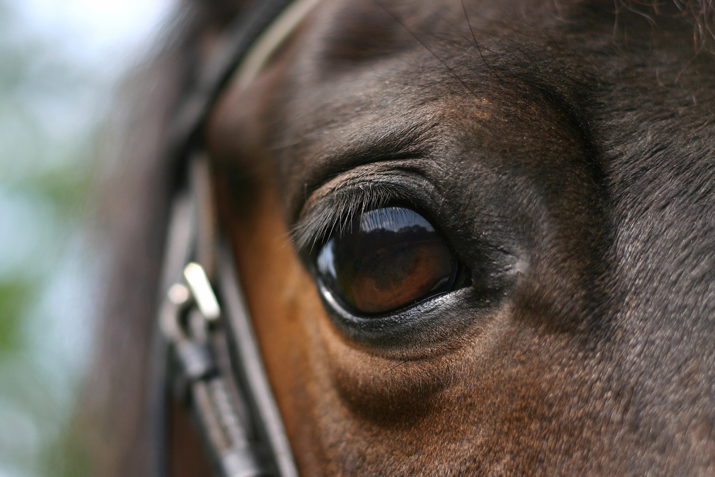 How Can I Tell if My Horse Has an Eye Problem? — ACVO Public
