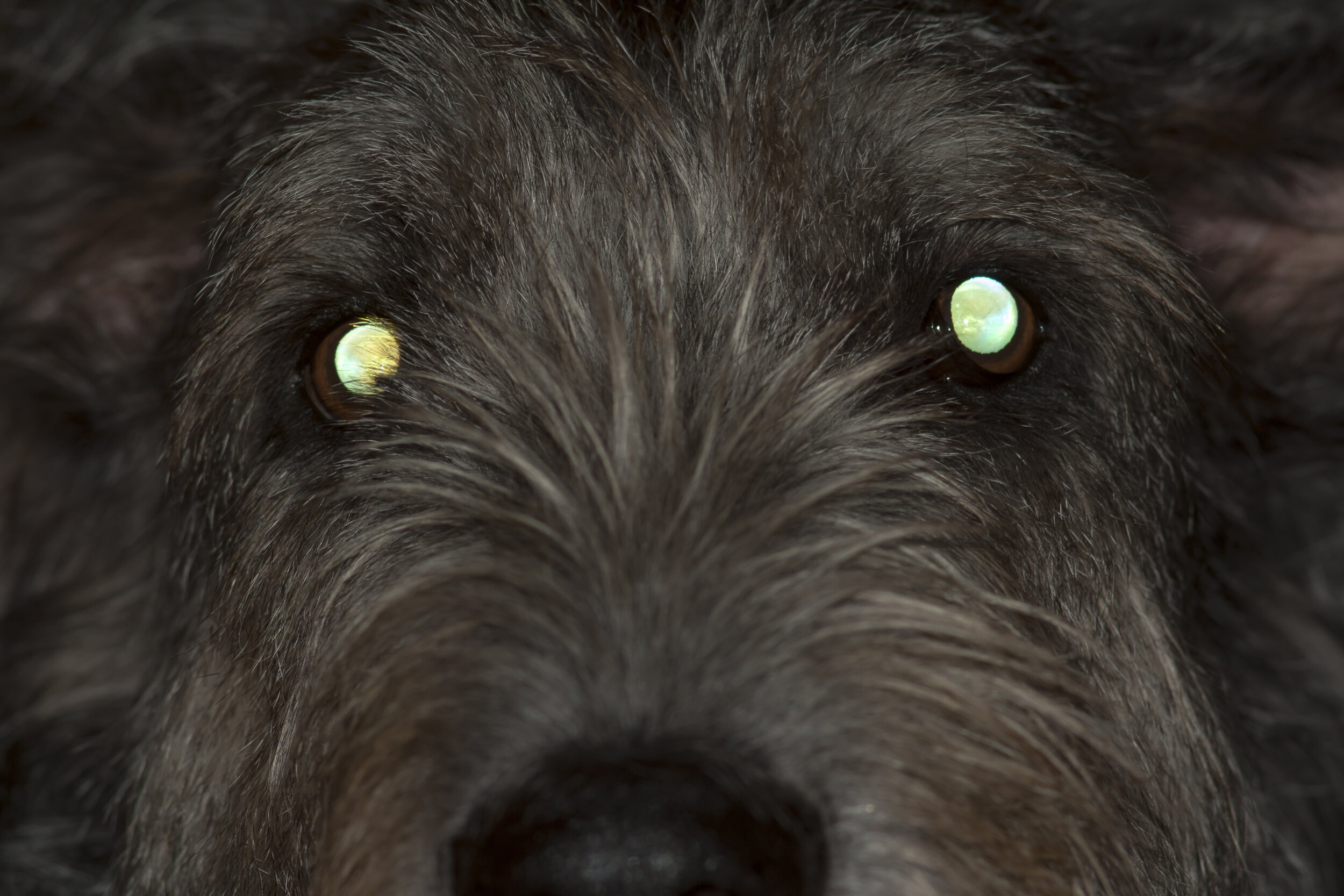 Why Do My Dog's Eyes Shine at Night — ACVO Public