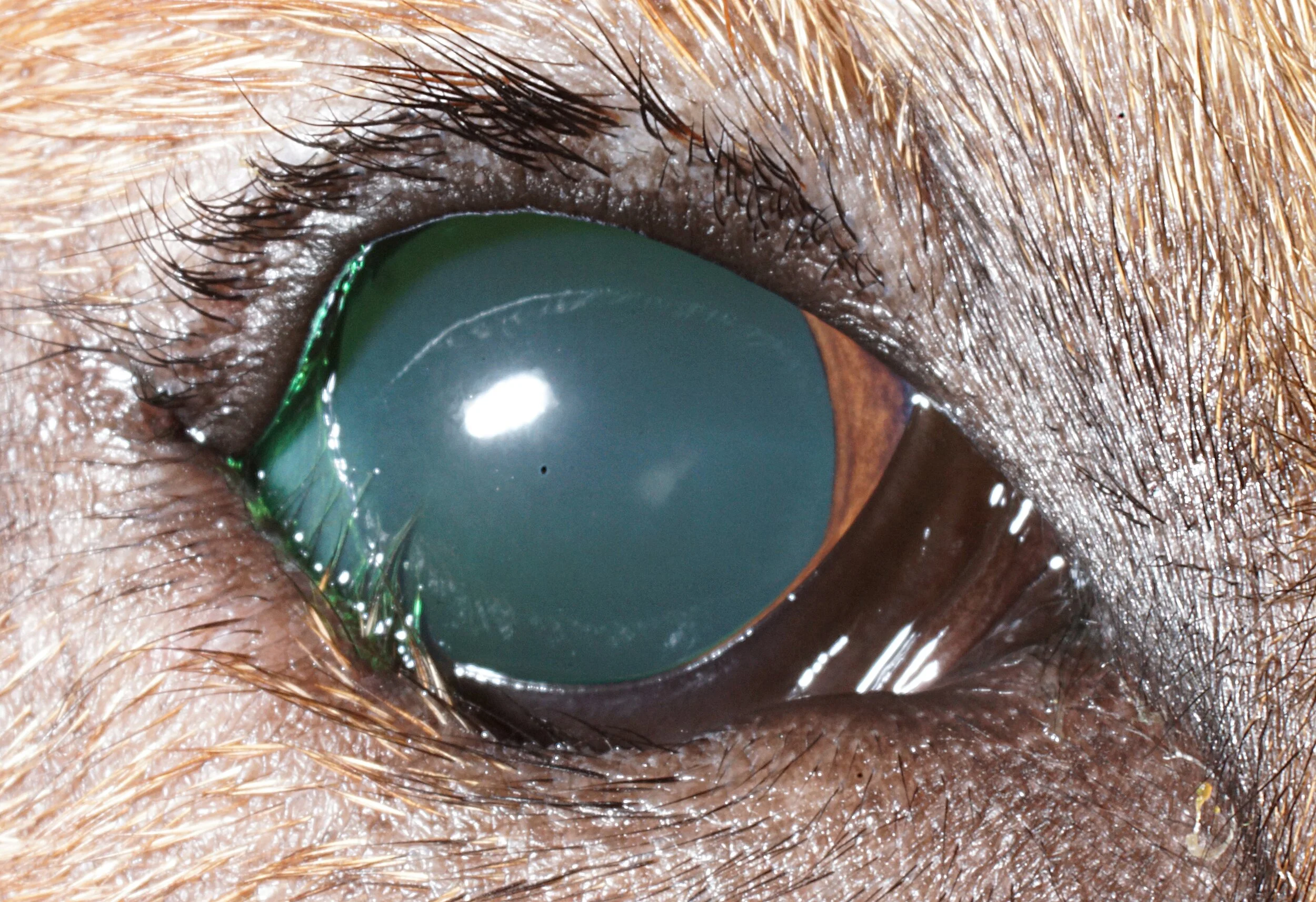 Entropion — ACVO Public