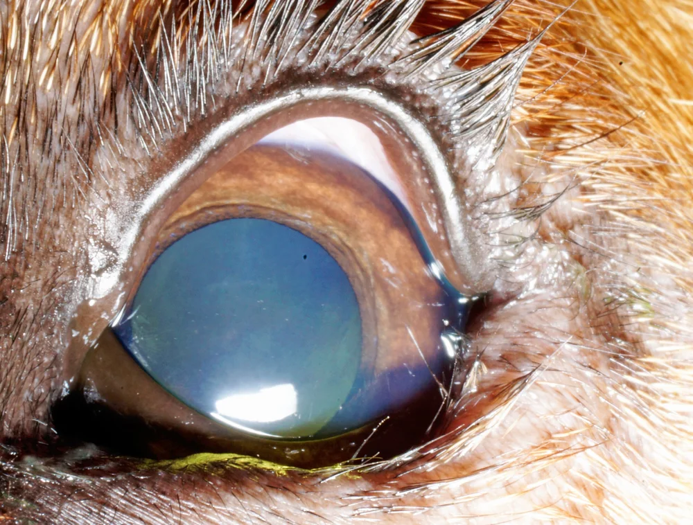 How Common Is Entropion In Dogs