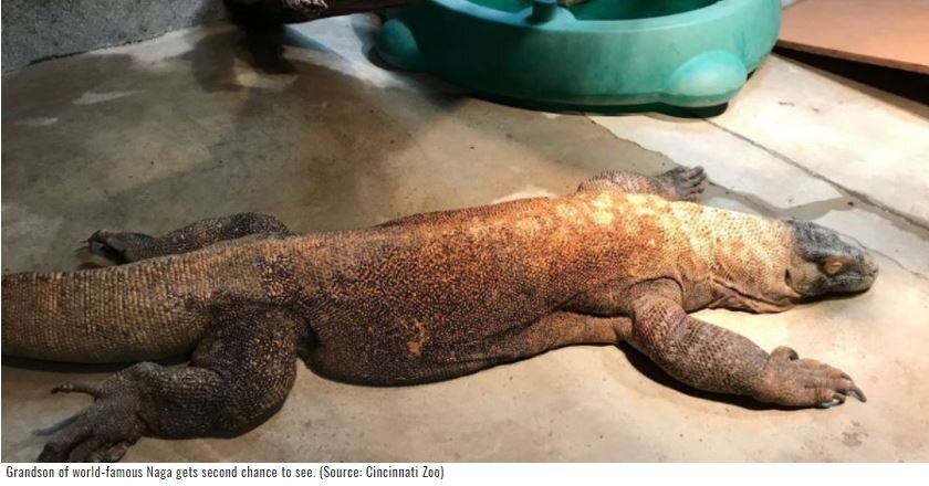 Dr. Vanessa Kuonen Cavens Performs Double Cataract Surgery on Komodo Dragon