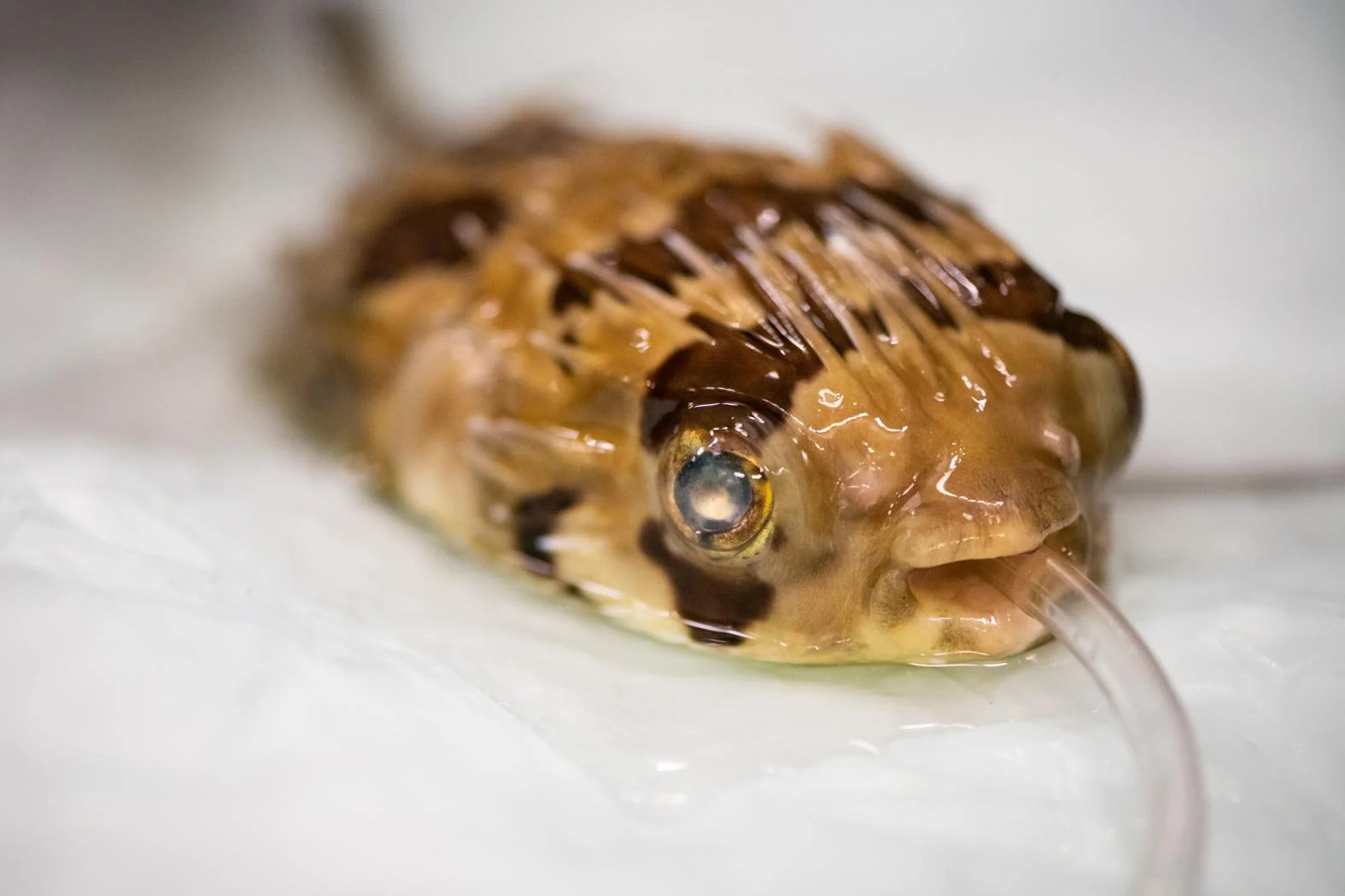 Dr. Terah Webb Performs Cataract Surgery on Puffer Fish