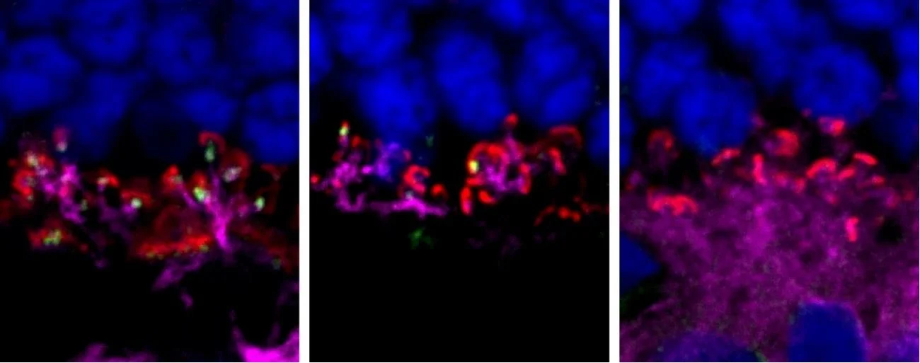 ACVO Members Make Steps Forward in Identifying Treatment for Dogs with Congenital Stationary Night Blindness