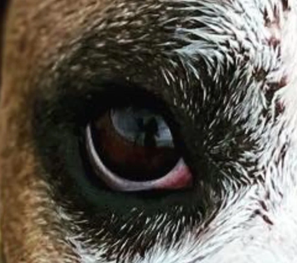 How Many Eyelids Does My Pet Have?
