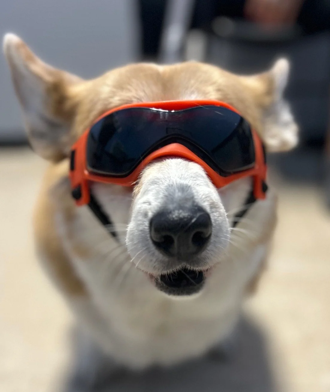 Do Dogs Wear Glasses?