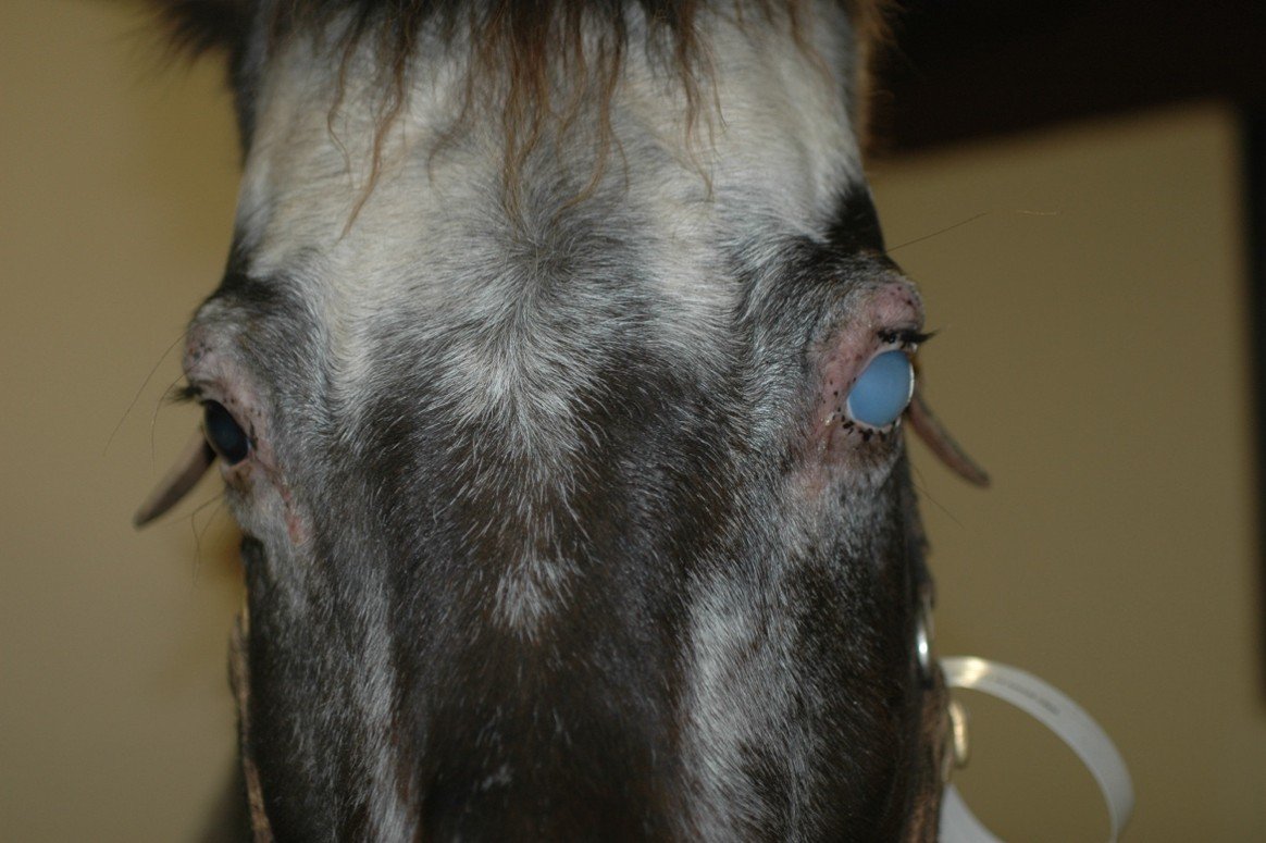 Can A Blind Horse Be Happy?