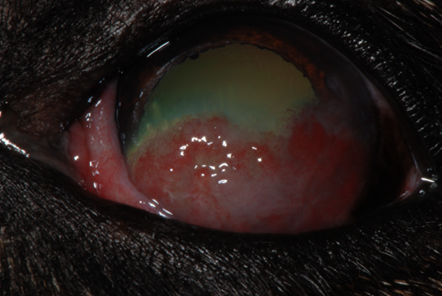 Pannus - A Progressive Inflammatory Disease of the Cornea
