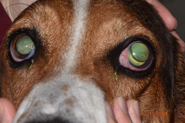 Glaucoma in Dogs