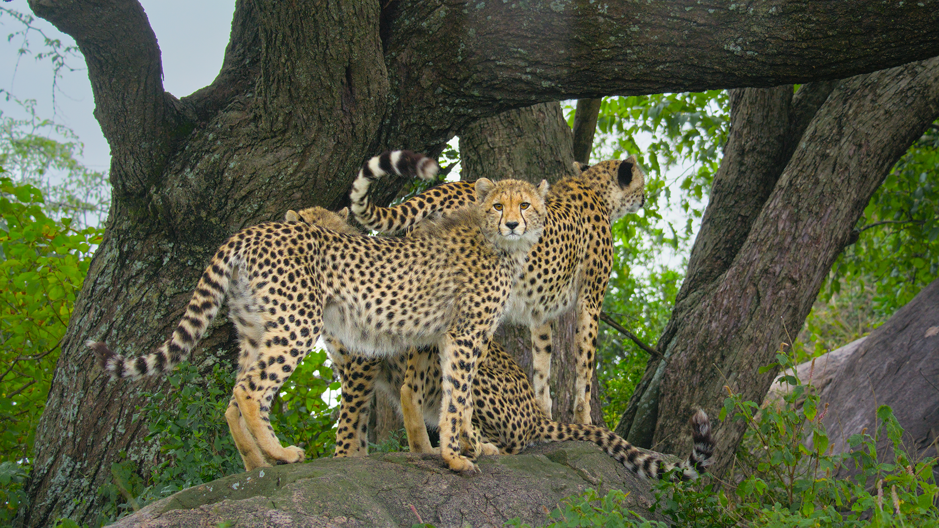 Three cheetahs stand together in front of a tree.  (credit: National Geographic/Tom Walker)
