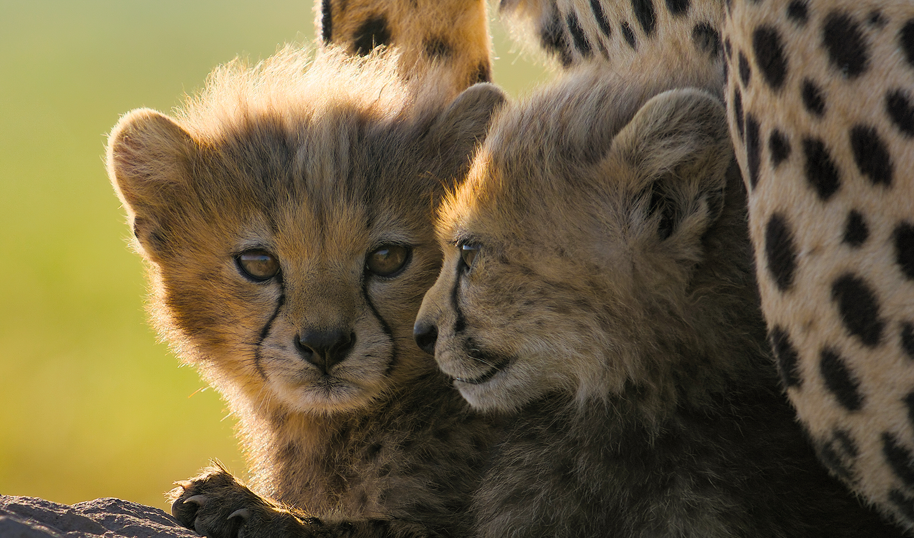 Two baby cheetahs cuddle close to their mother. (credit: National Geographic/Tom Walker)