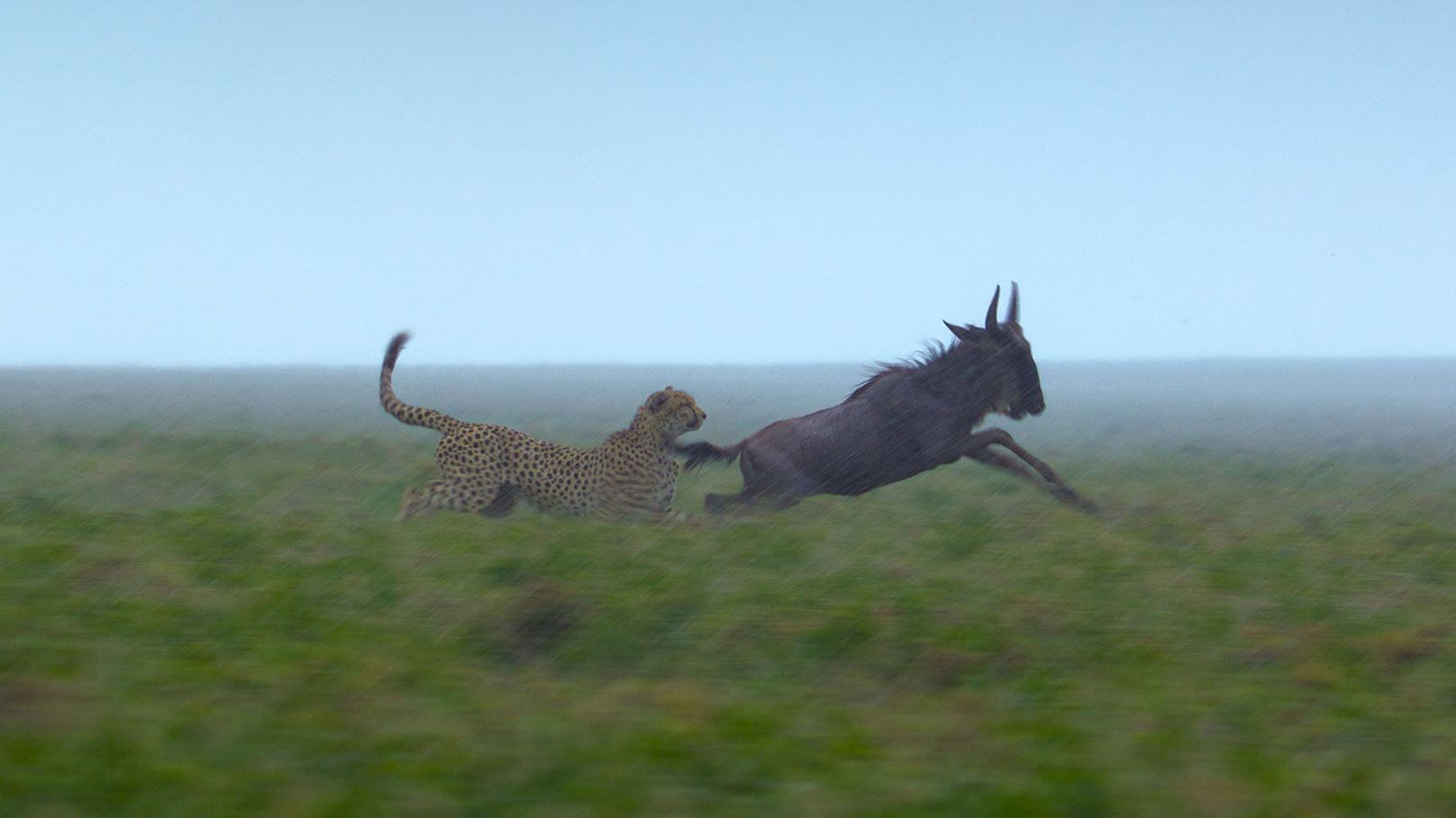 A cheetah catches up with a wildebeest during a hunt in a heavy rainstorm.  (credit: National Geographic/Tom Walker)