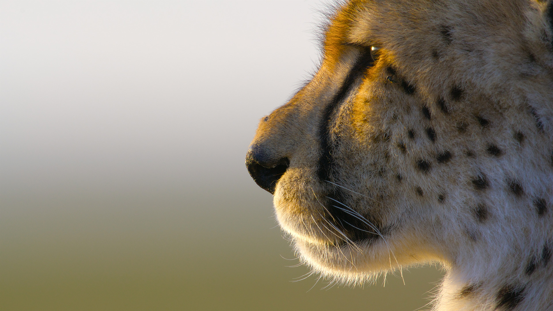 A fluffy cheetah profile. (credit: National Geographic/Tom Walker)